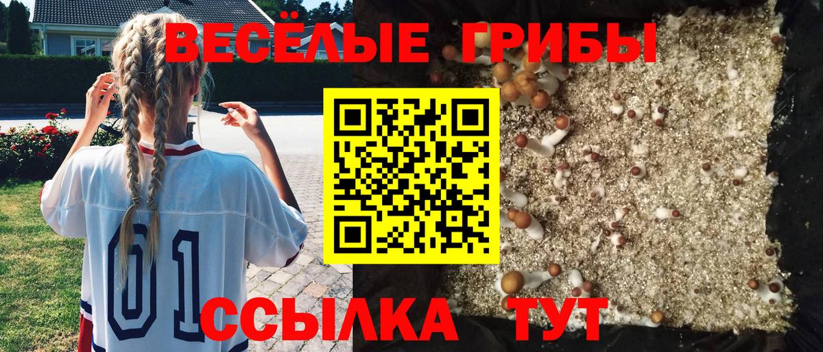 Псилоцибиновые грибы MAGIC MUSHROOMS  Вход с VPN  Алексеевка  Псилоцибиновые грибы прущие грибы 